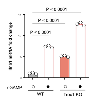 Ifnb1 Induction by Genotype and cGAMP — Column bar graph · Mean ± SD