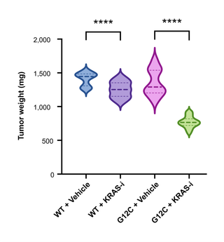 KRAS PDX Tumor Weight Distributions — Violin plot · Welch t-test
