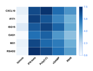 Interferon-Stimulated Gene Induction Heat Map — Heat map · Sequential color scale
